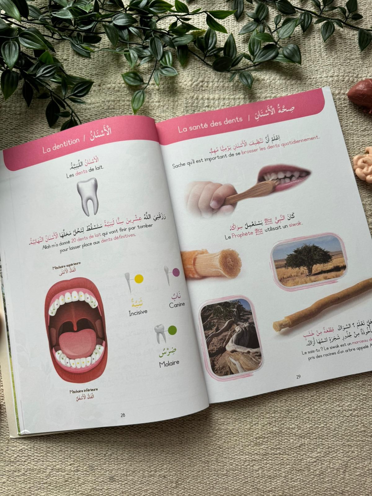 IDRAK NIVEAU 1 Pack "A la decouverte de la science" (parties lecon & exercices)